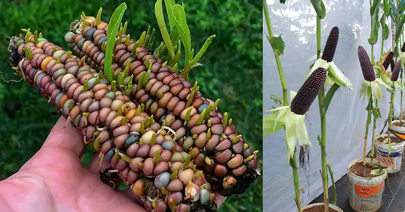 How to Grow Purple Corn in Recycled Buckets - How To Grow Purple Corn In RecycleD Buckets Cover